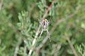 Argiope_trifasciata_D3246_Z_82_Valle Gran Rey_Spanje
